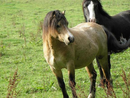 Nantywern Kenco  Foto:Gurnos Stud
