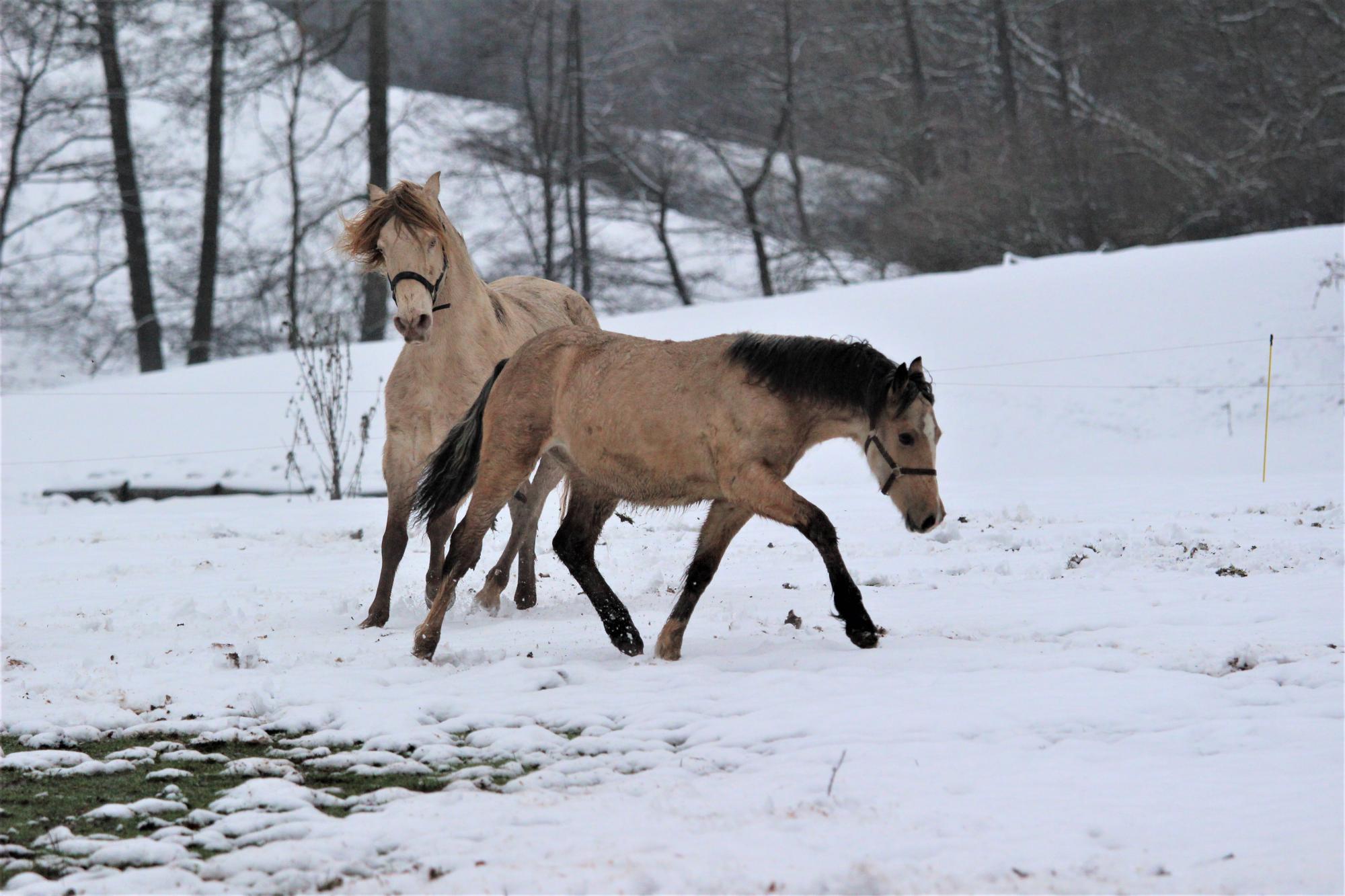 Glyncoch the General