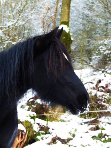 Trefaes Black Mist